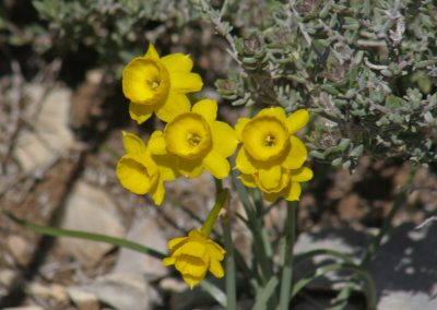 Narcisus assoanus