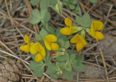 Lotus-corniculatus